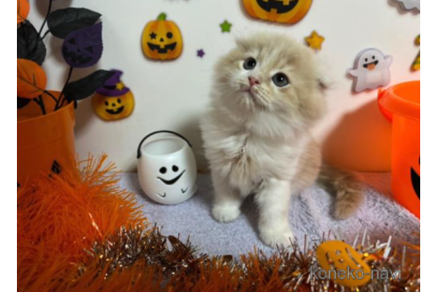 成約済の大阪府のスコティッシュフォールド(折れ耳)-68381の2枚目